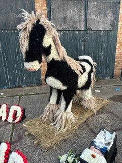 5ft Shire Horse